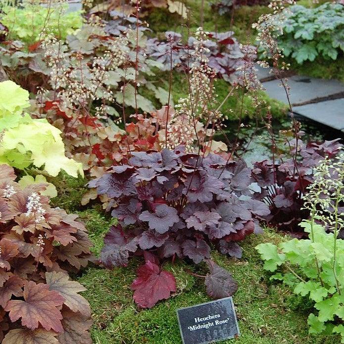 Heuchera x - Midnight Rose Coral Bells
