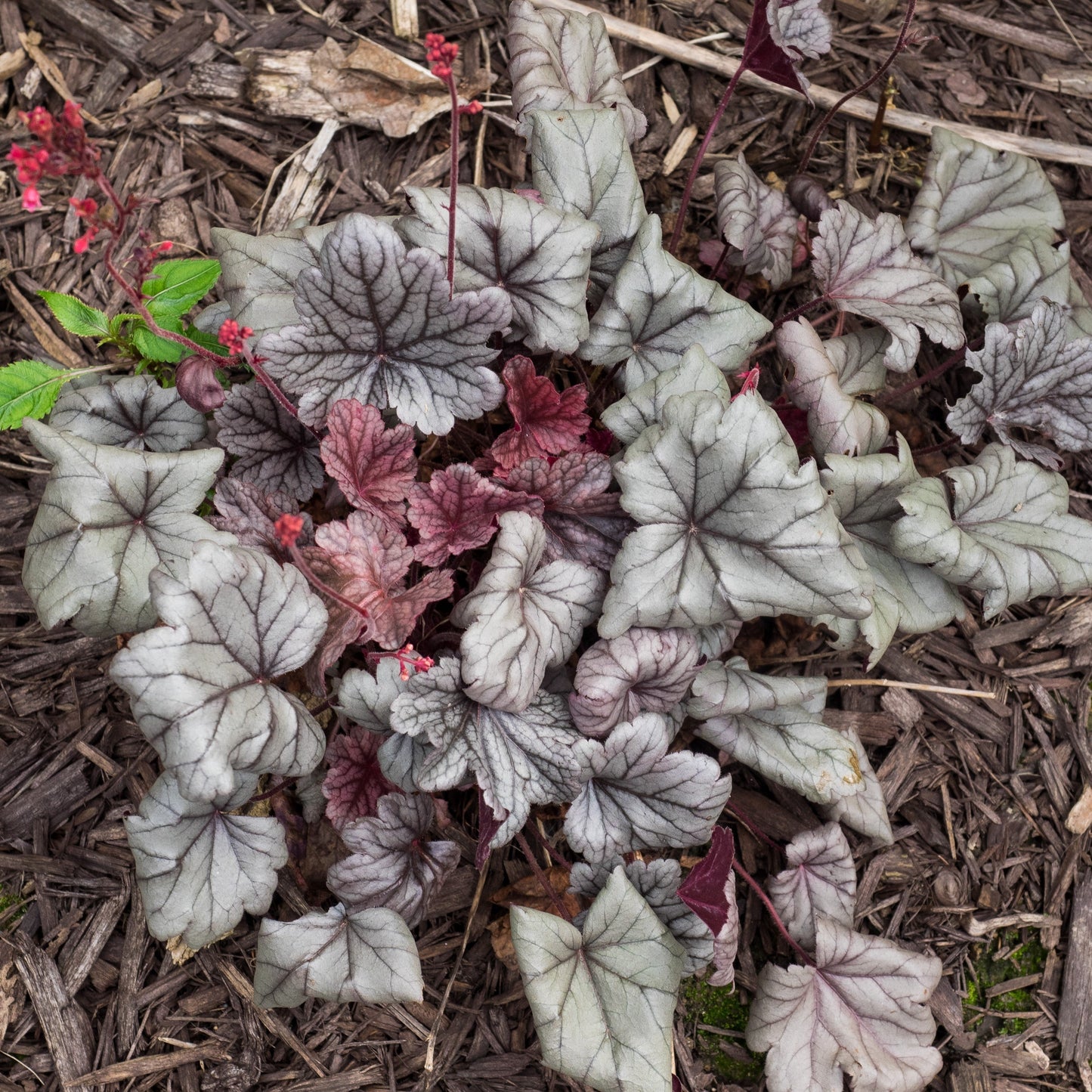 Heuchera - Dolce® Silver Gumdrop Heuchera
