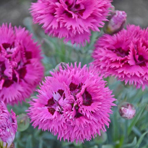 Dianthus -  Fruit Punch® Spiked Punch Dianthus