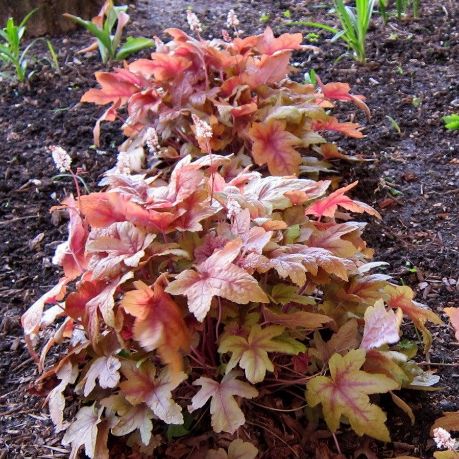 Heucherella - Sweet Tea Foamy Bells