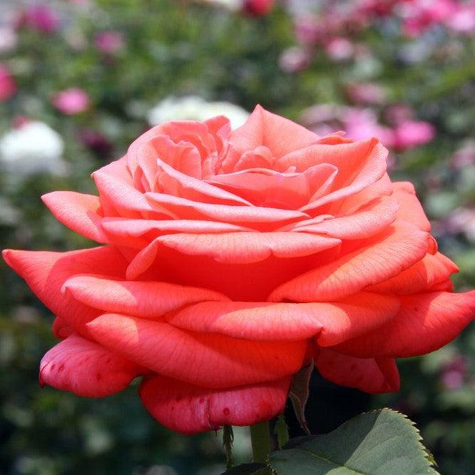 Rosa - Tropicana Rose