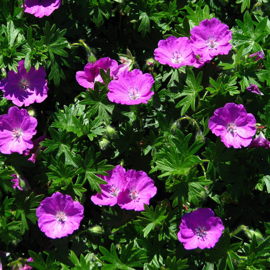 Geranium sanguineum - Max Frei Bloody Cranesbill
