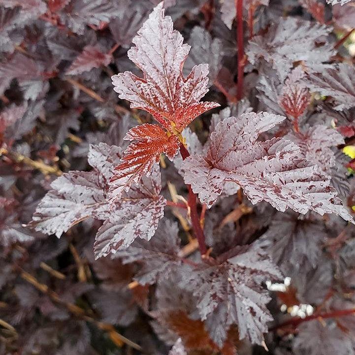 Physocarpus opulifolius - Summer Wine® Black Ninebark