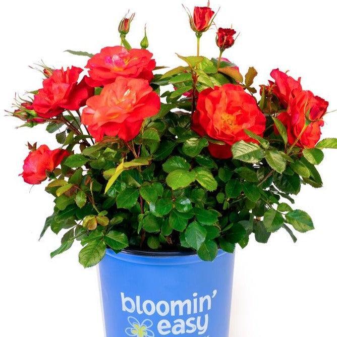 Rosa - Bloomin' Easy® Cinnamon Hearts™ Rose