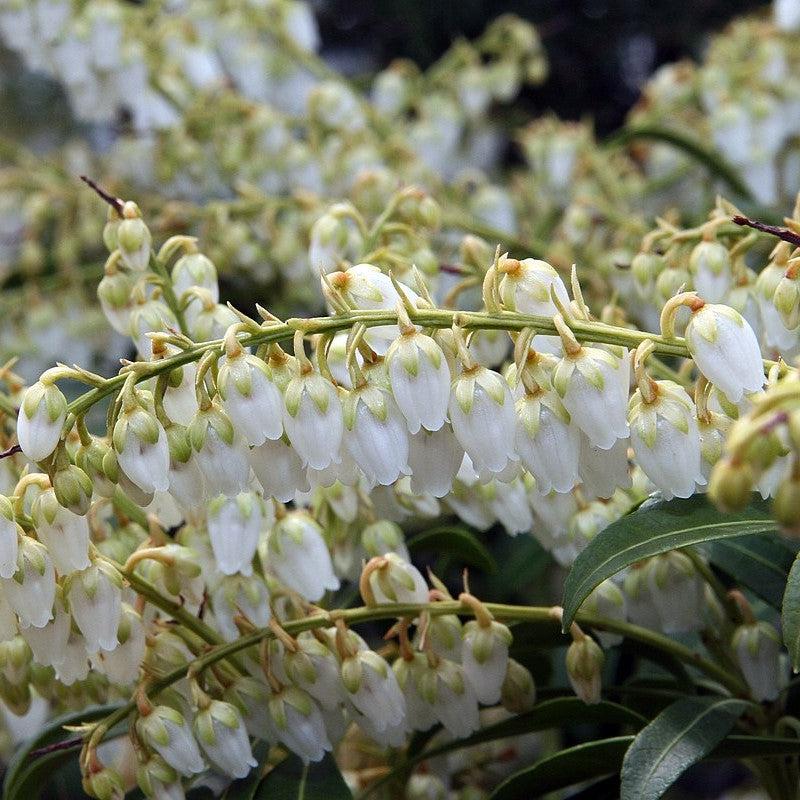 Pieris japonica - Purity Andromeda