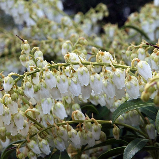 Pieris japonica - Purity Andromeda