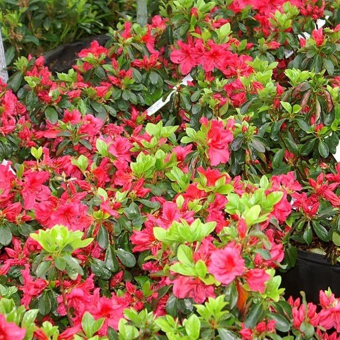 Azalea x girard  - Girard's Crimson Azalea
