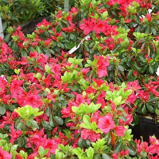 Azalea x girard  - Girard's Crimson Azalea