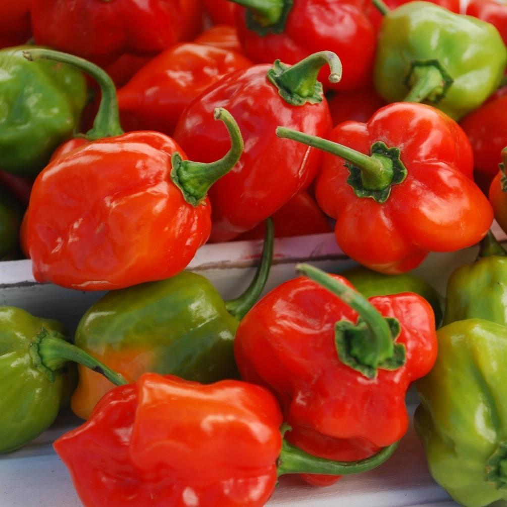 Capsicum annuum - Red Habanero Pepper