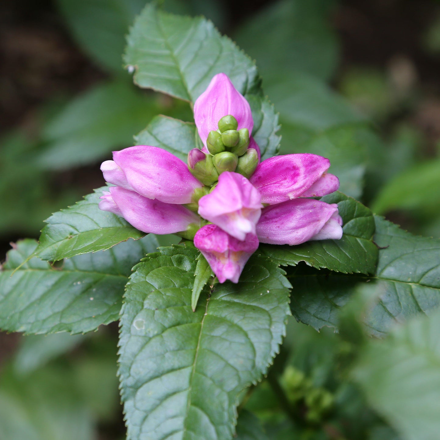 Chelone lyonii - Hot Lips Turtlehead