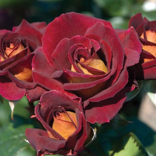 Rosa x - Dark Knight™ Rose