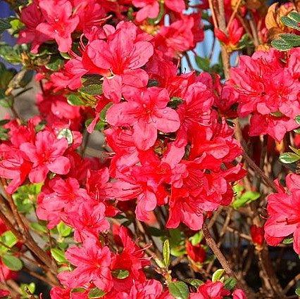 Hino Crimson Azalea
