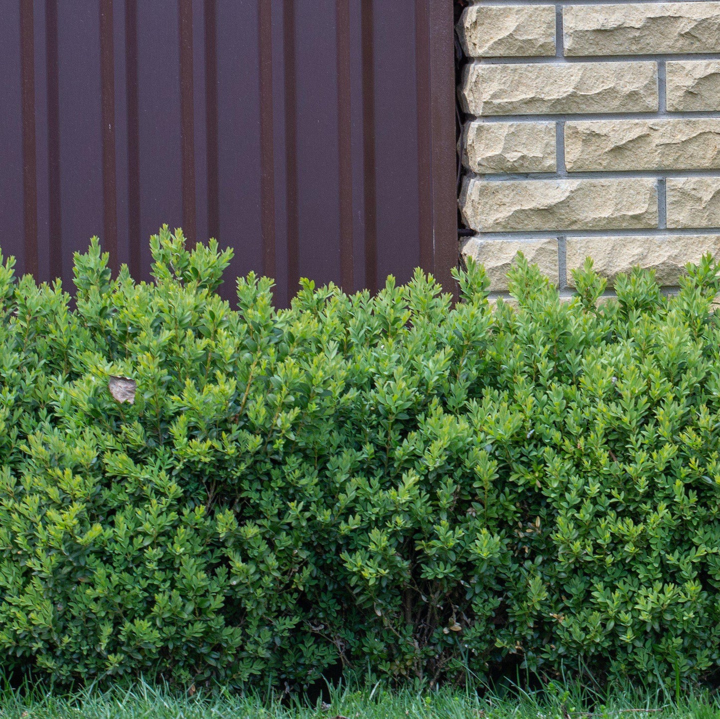 Buxus ‘SB300’  - NewGen™ Freedom® Boxwood