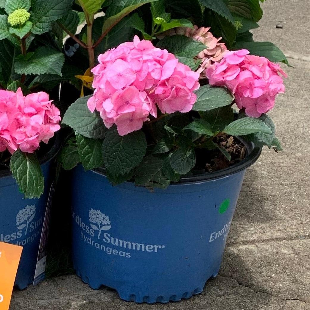Hydrangea macrophylla - Endless Summer® Bloomstruck® Hydrangea