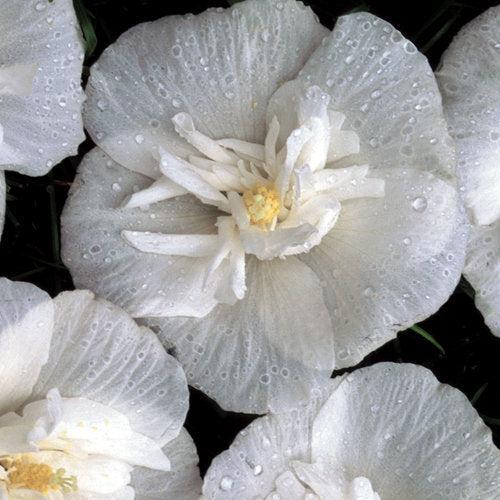 Hibiscus syriacus  - White Chiffon® Rose of Sharon