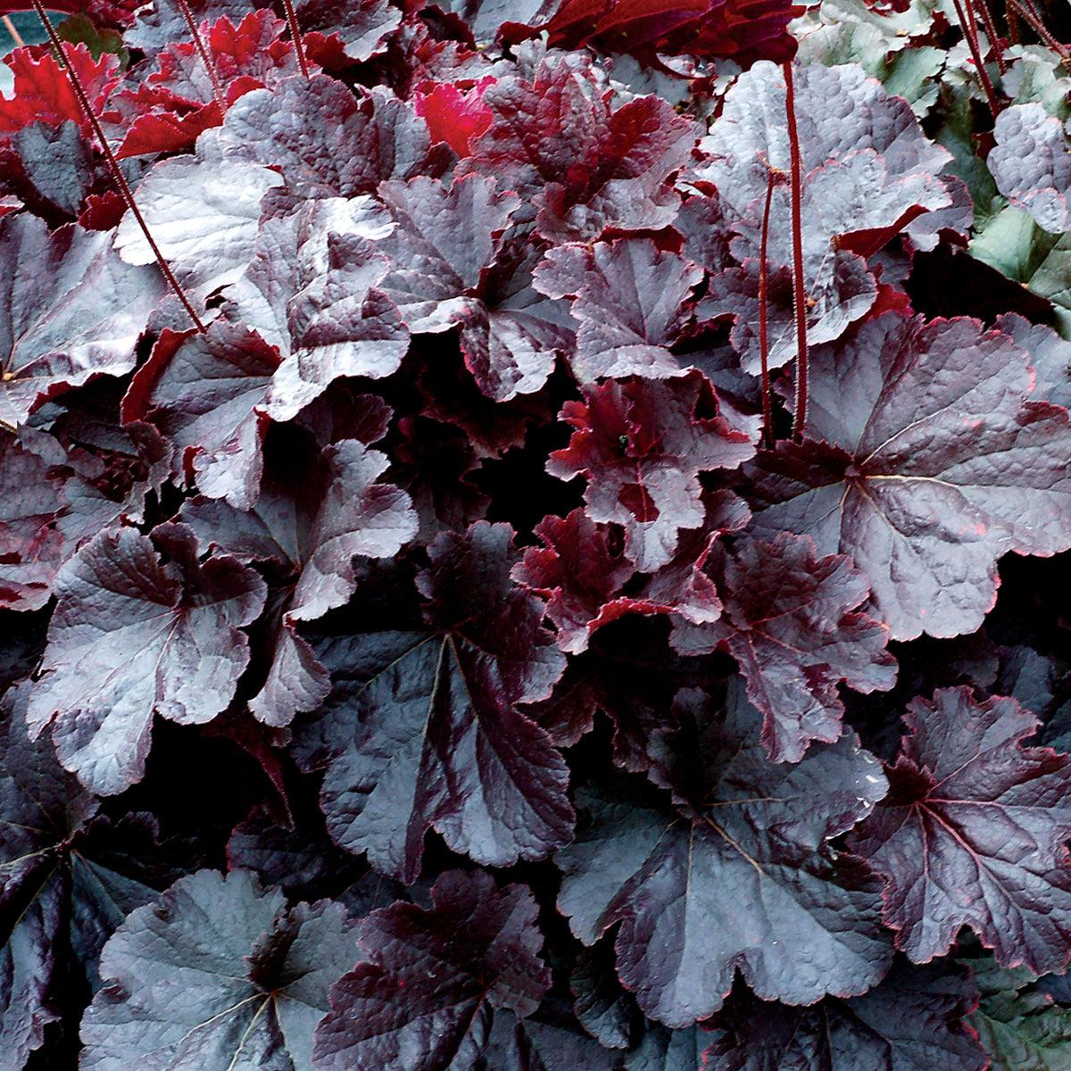 Heuchera - Northern Exposure™ Black Heuchera