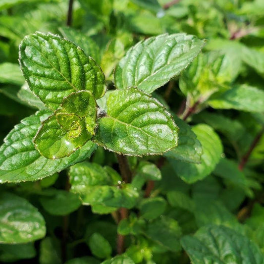 Mentha x - Berries & Cream Peppermint