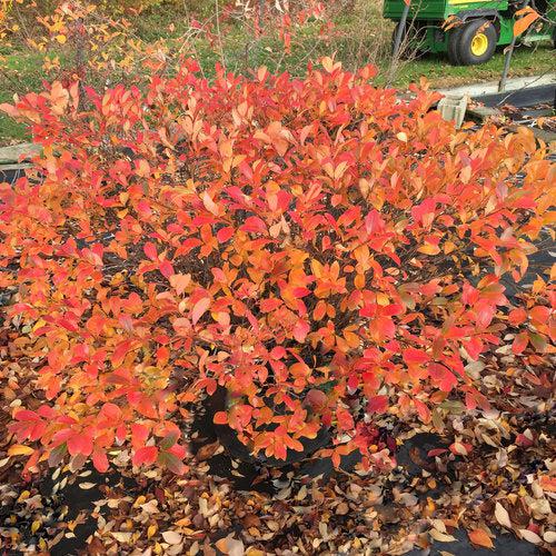 Aronia melanocarpa - PW® Low Scape Mound® Aronia