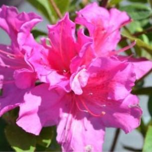 Encore® Autumn Royalty™ Azalea