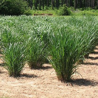 Panicum virgatum - Thundercloud Switch Grass