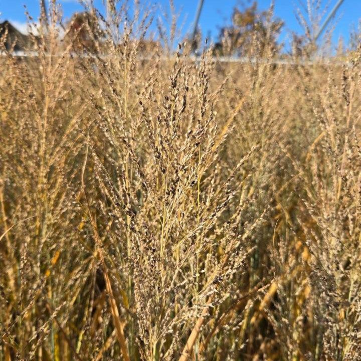 Panicum virgatum - Smoking Gun Switch Grass