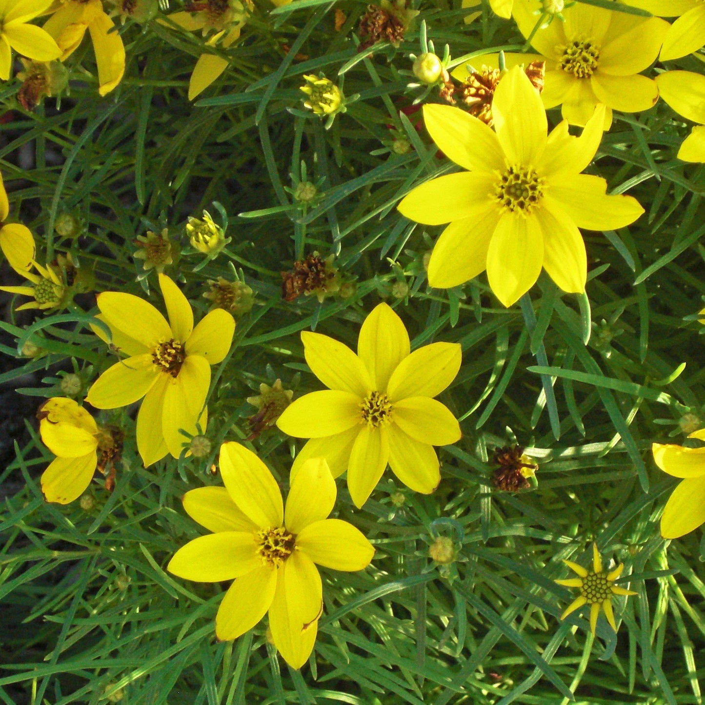 Coreopsis verticillata - Zagreb Threadleaf Tickseed