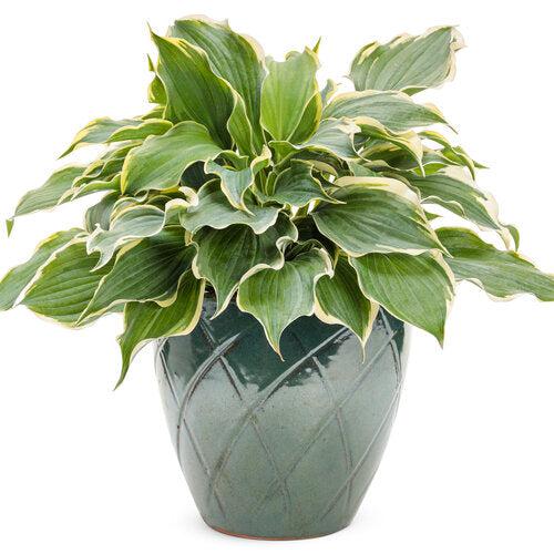 Hosta - PW® Shadowland® Hope Springs Eternal Hosta