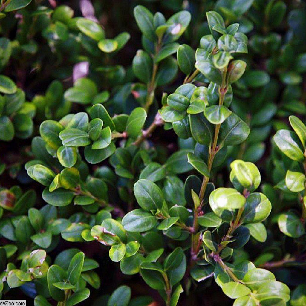 Buxus microphylla var. japonica - Winter Gem Boxwood