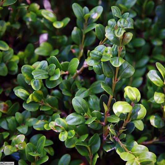 Buxus microphylla var. japonica - Winter Gem Boxwood