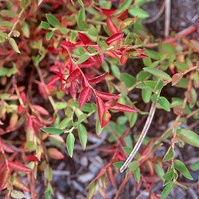 Vaccinium angustifolium - Burgundy Lowbush Blueberry