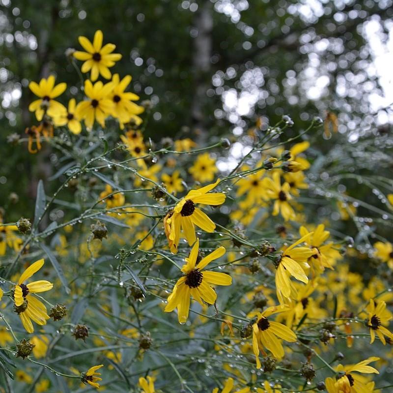 Coreopsis tripteris - Gold Standard Tall Tickseed