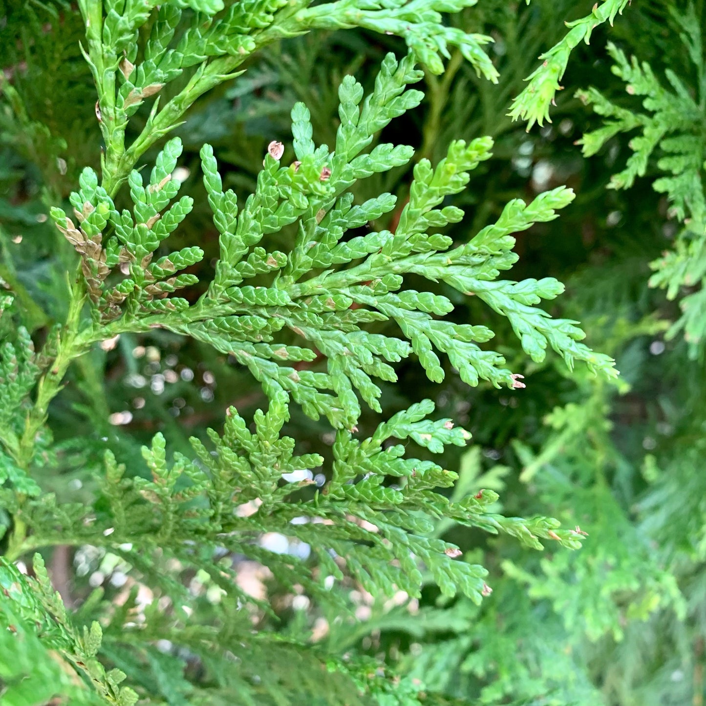 Thuja standishii x plicata - Green Giant Arborvitae
