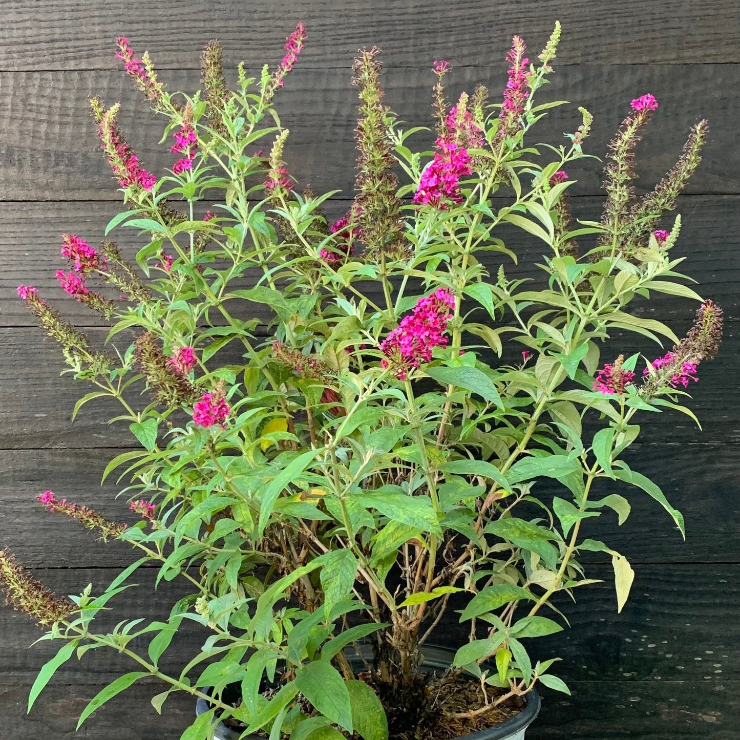 Buddleia - Miss Molly Butterfly Bush