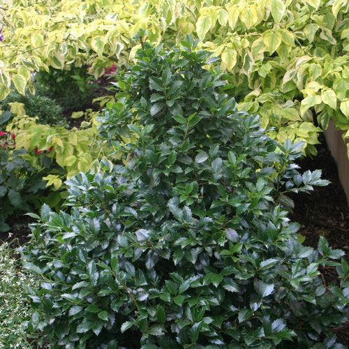 Ilex x meserveae - Castle Spire® Blue Holly