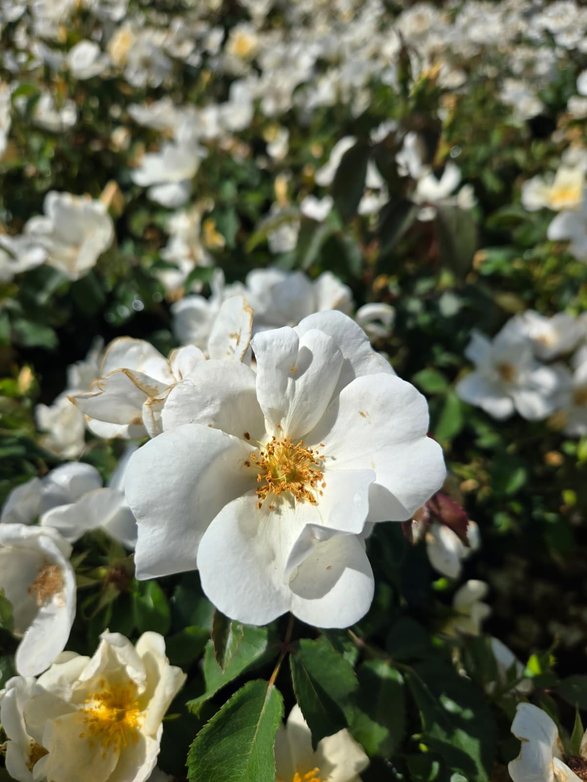 Rosa  - White Knock Out® Rose