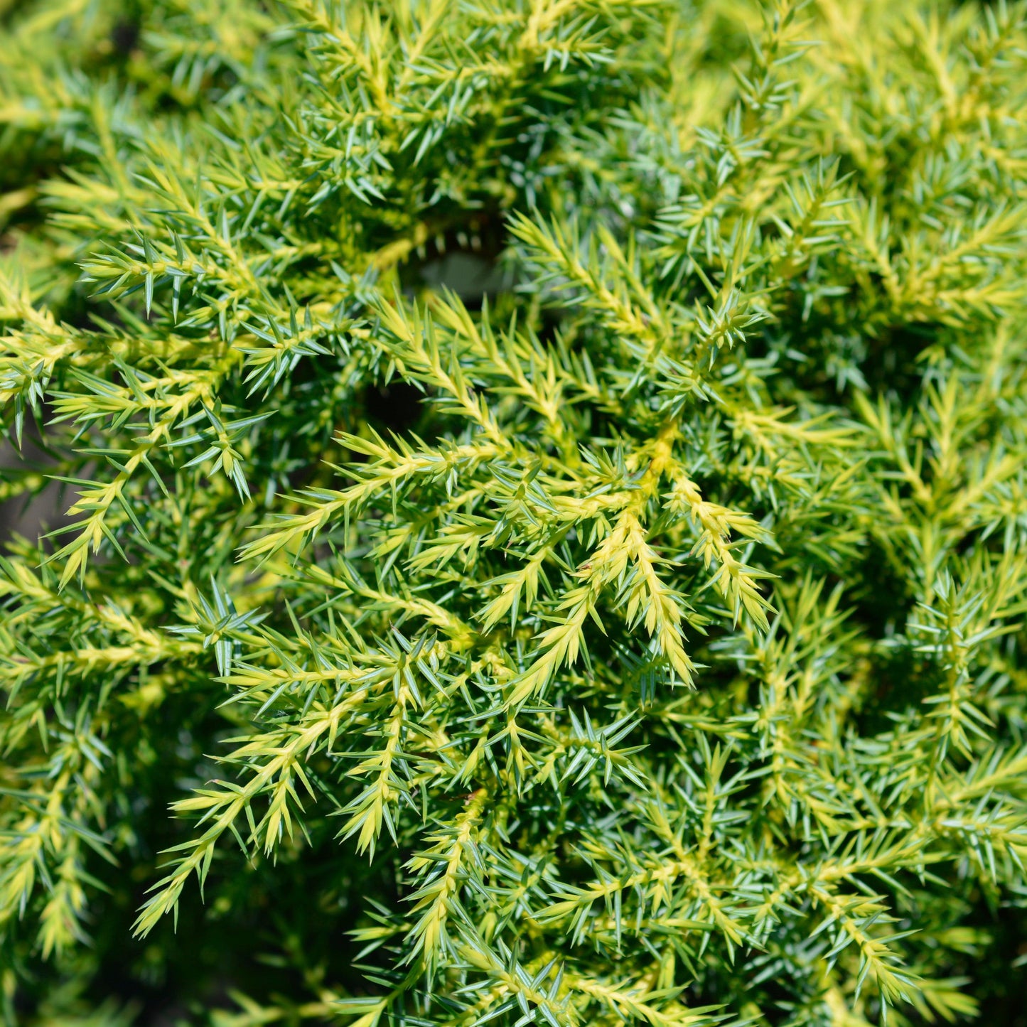 Juniperus chinensis - Gold Star Juniper