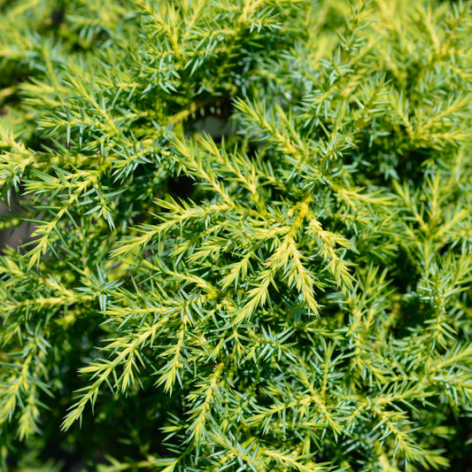 Juniperus chinensis - Gold Star Juniper