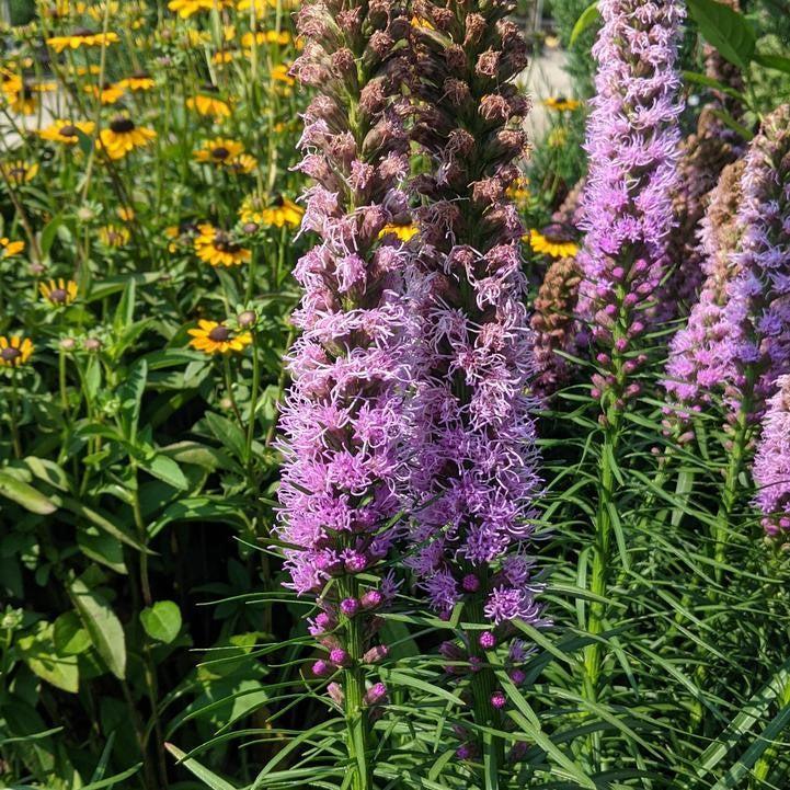 Liatris spicata - Kobold Original Blazing Star