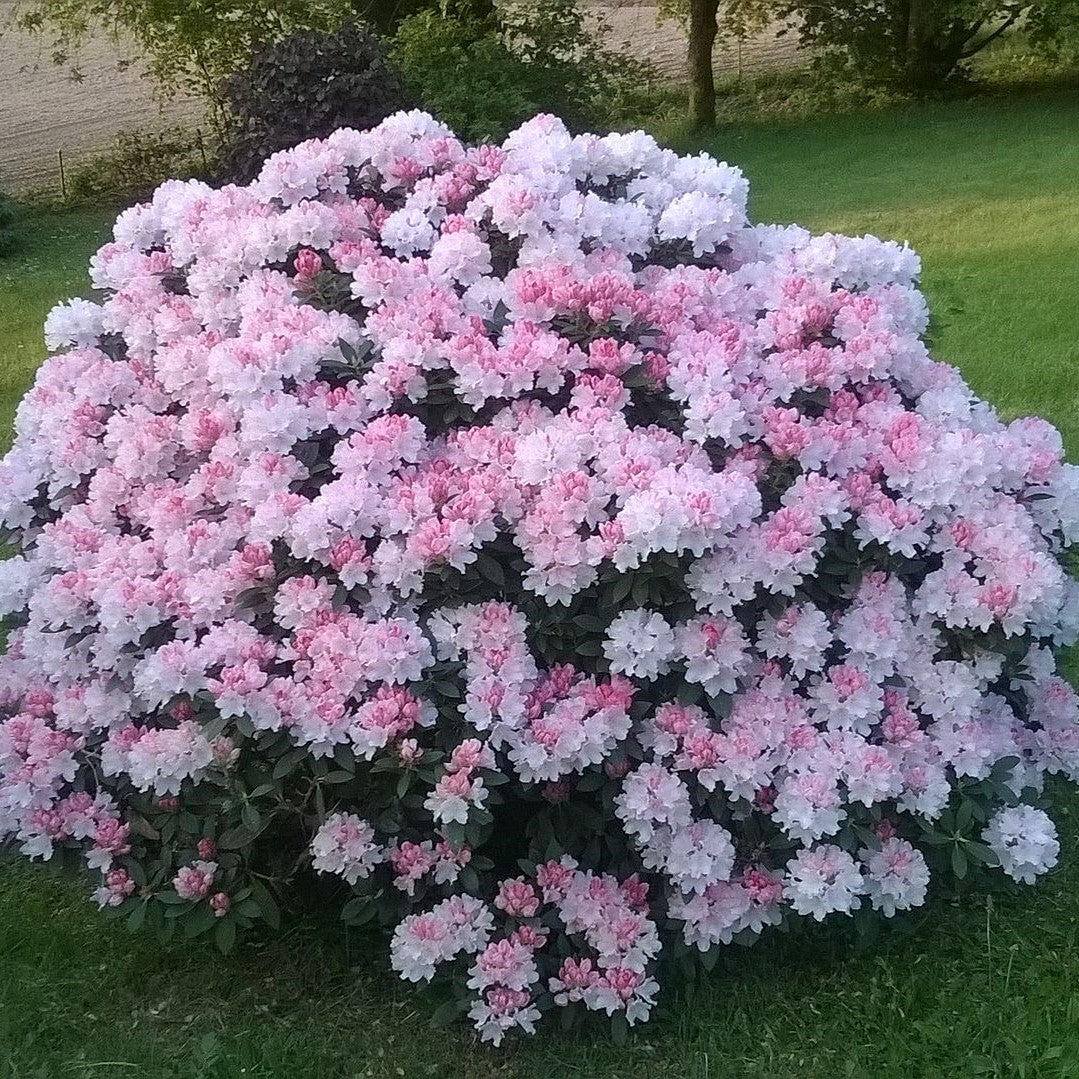 Rhododendron yakushimanum - Percy Wiseman Rhododendron