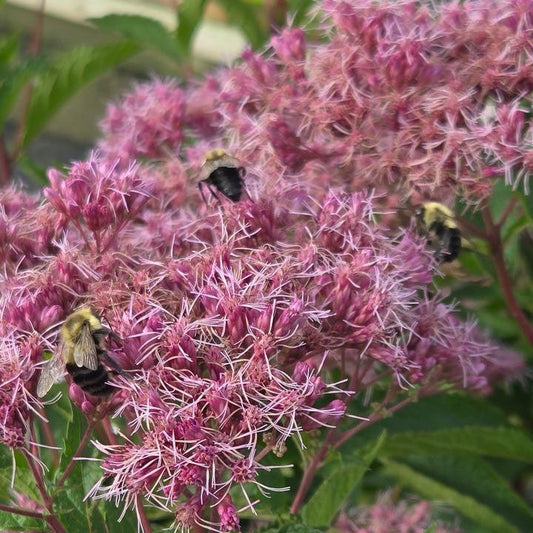 Eutrochium dubium - Little Pye Coastal Pye Weed