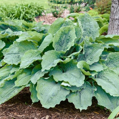 Hosta - PW® Shadowland® Diamond Lake Hosta