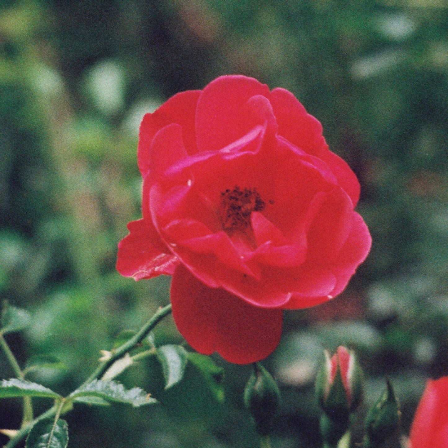 Rosa - Flower Carpet® Red Rose
