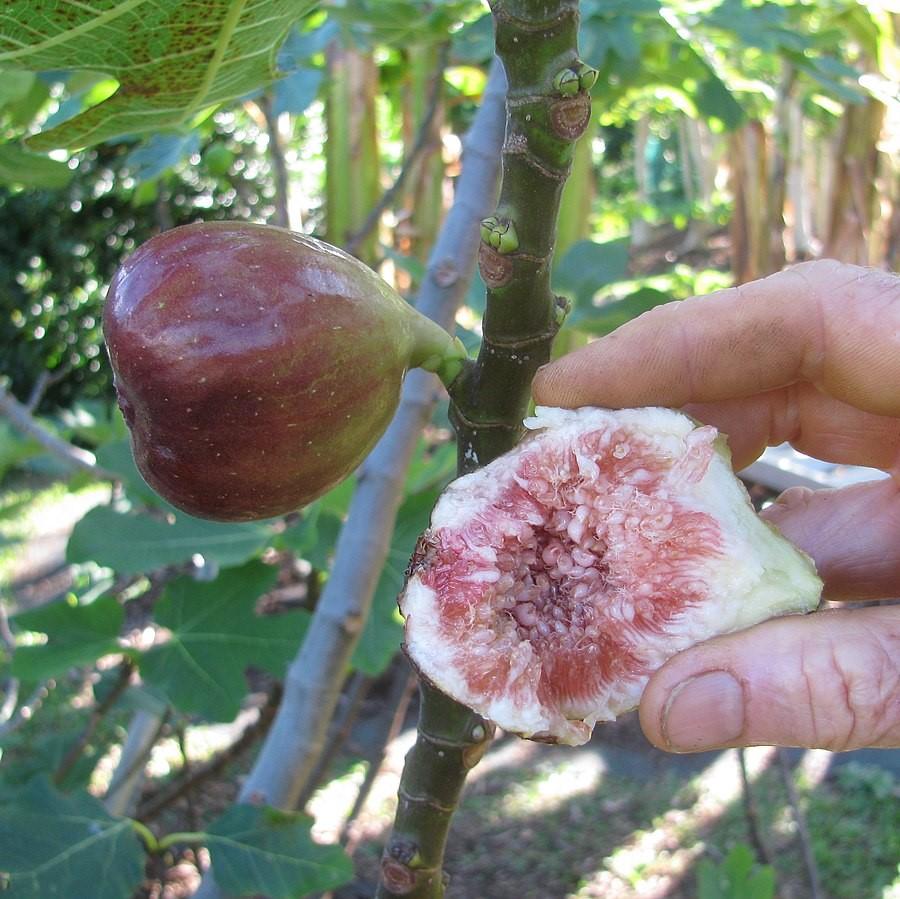 Ficus carica - Brown Turkey Fig