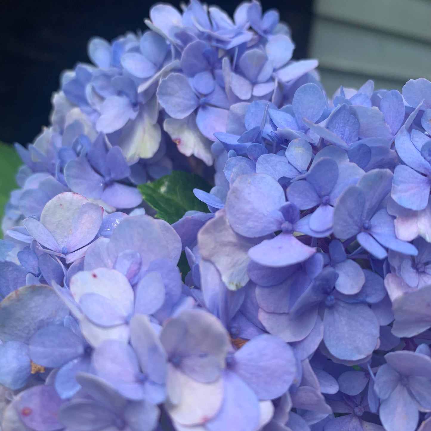 Hydrangea macrophylla - Nikko Blue Hydrangea