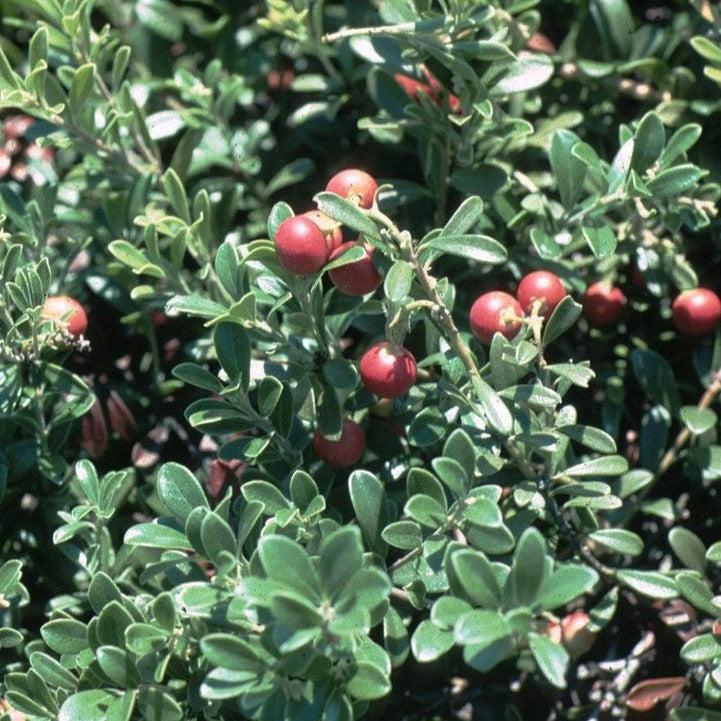 Arctostaphylos uva-ursi - Massachusetts Bearberry