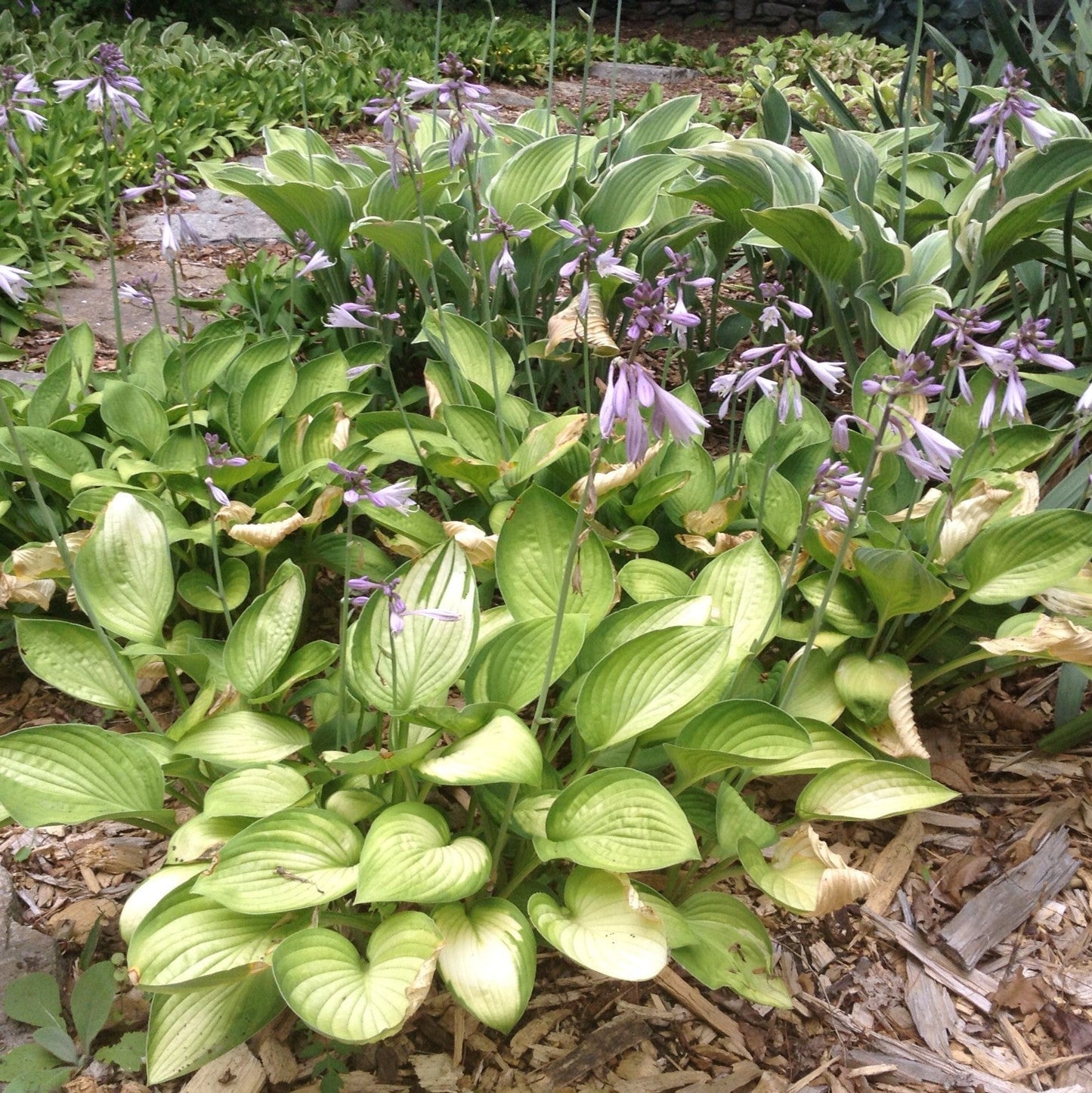 Hosta x - Gold Standard Hosta