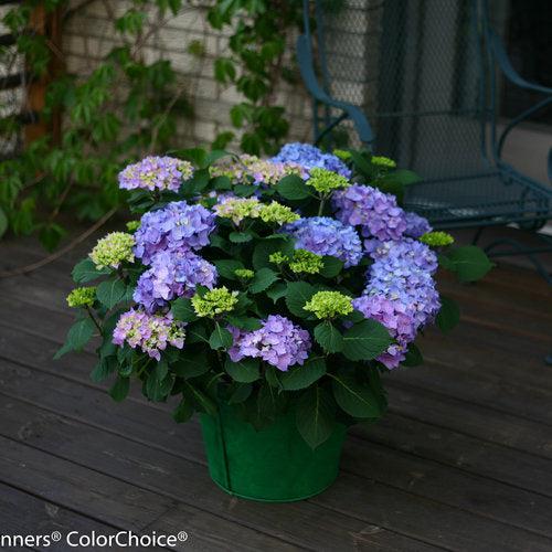 Hydrangea macrophylla - Let's Dance® Rhythmic Blue® Hydrangea