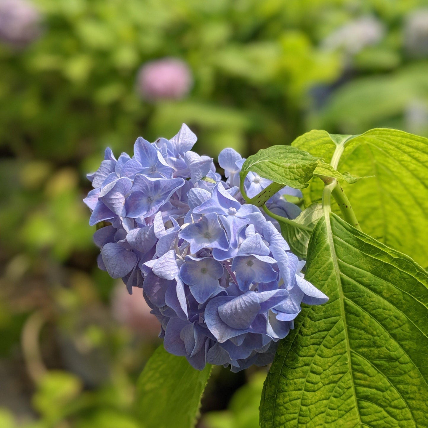 Hydrangea macrophylla - Nikko Blue Hydrangea