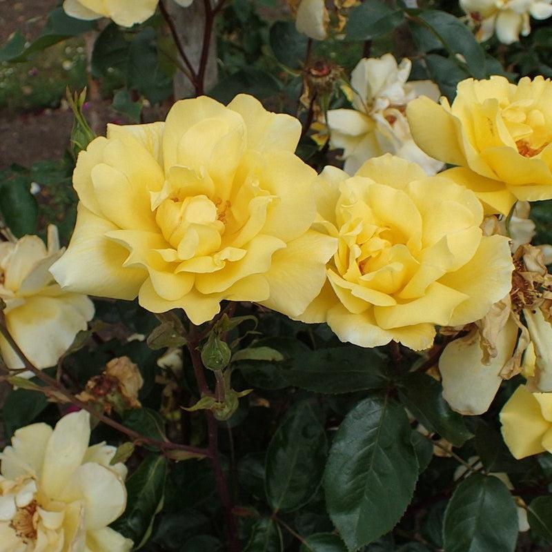 Rosa - Golden Showers Rose