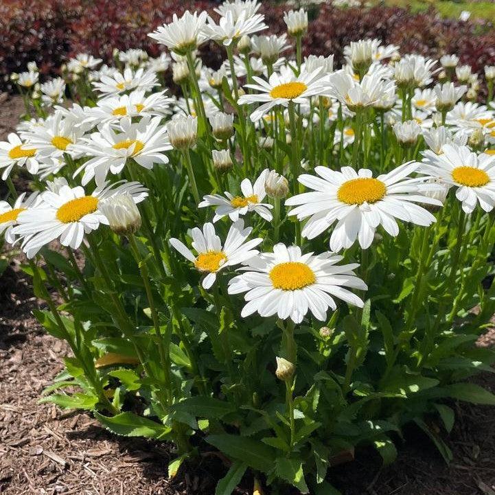 Leucanthemum x superbum - Ooh La™ LaGrande Shasta Daisy
